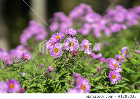 Bushy aster, Symphyotrichum dumosum, plant in the aster family with bee. Picturesque bright plant in 41298035