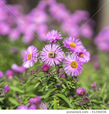 Symphyotrichum dumosum close-up, bushy aster, plant in the aster family. Picturesque bright plant in Symphyotrichum dumosum close-up, bushy aster, plant in the aster family. Picturesque bright plant in 41298036