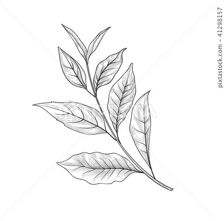 Mint Herb Drawing Images – Browse 29,486 Stock Photos, Vectors, and Video |  Adobe Stock