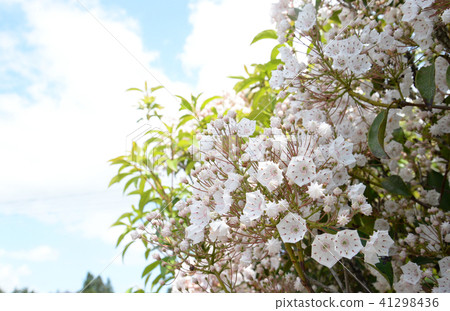 Flower of the blooming spring in the spring 41298436