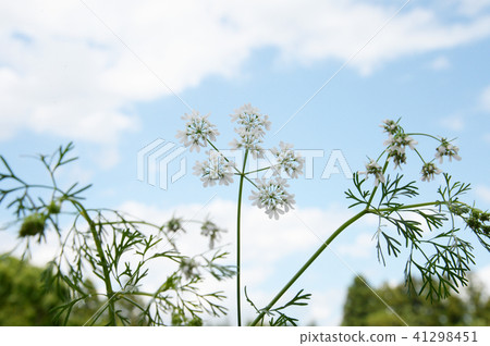 Pakuti flowers blooming in spring 41298451