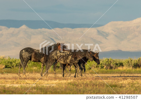 Herd of Wild Horses Herd of Wild Horses 41298507