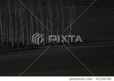 白樺樹在田野(北海道) 白樺樹在田野(北海道) 41298780