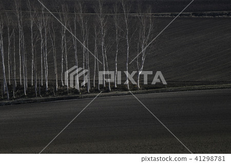 白樺樹在田野(北海道) 白樺樹在田野(北海道) 41298781