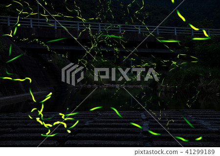 螢火蟲 41299189