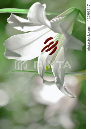 莎莎尤里 41299347