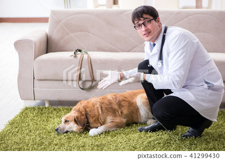 Vet doctor examining golden retriever dog at home visit Vet doctor examining golden retriever dog at home visit 41299430