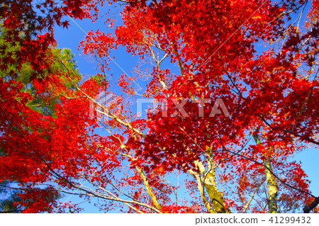 Autumn leaves of Arashiyama, Kyoto Autumn leaves of Arashiyama, Kyoto 41299432