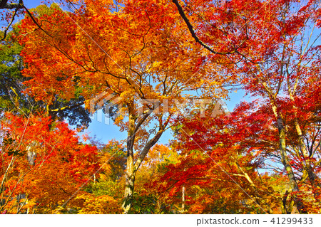 Autumn leaves of Arashiyama, Kyoto Autumn leaves of Arashiyama, Kyoto 41299433