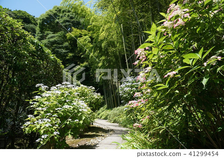 Kamakura city Nagasuji temple hydrangea Kamakura city Tyoujyuji temple Kamakura city Nagasuji temple hydrangea Kamakura city Tyoujyuji temple 41299454