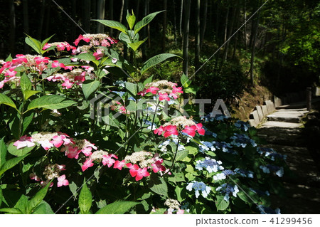 Kamakura city Nagasuji temple hydrangea Kamakura city Tyoujyuji temple Kamakura city Nagasuji temple hydrangea Kamakura city Tyoujyuji temple 41299456