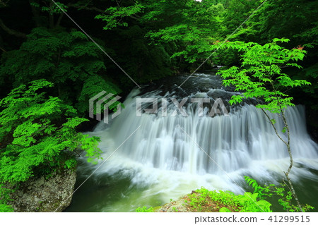 新鮮的綠色Katsura-mura流一個瀑布 41299515
