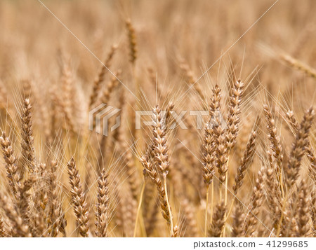 Wheat field 41299685