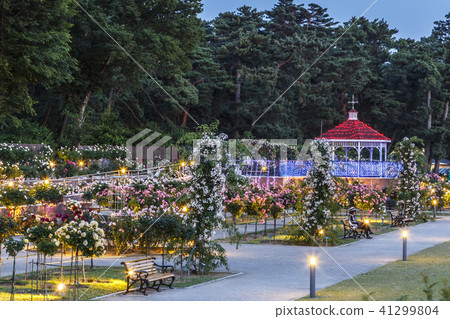 Rose garden Maebashi night view illumination 41299804
