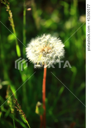 Dandelion fluff 41300577