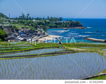 One of the 100 rice terraced paddy fields in the Tango Peninsula, the rice terrace of Sodegi 41302945