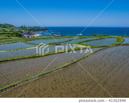 One of the 100 rice terraced paddy fields in the Tango Peninsula, the rice terrace of Sodegi 41302946
