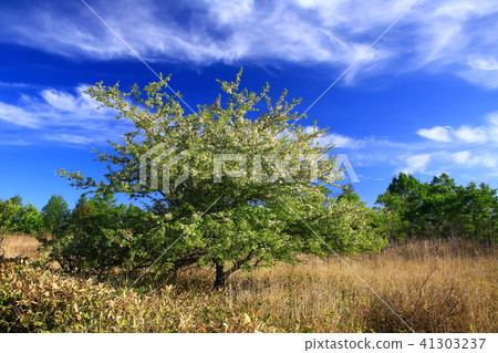 Blue sky of Kirigamine and Temi tree Blue sky of Kirigamine and Temi tree 41303237