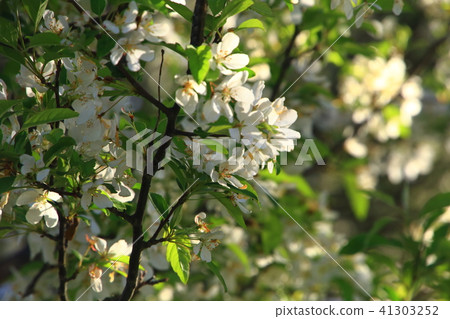 Kirigamine novice tree Kirigamine novice tree 41303252