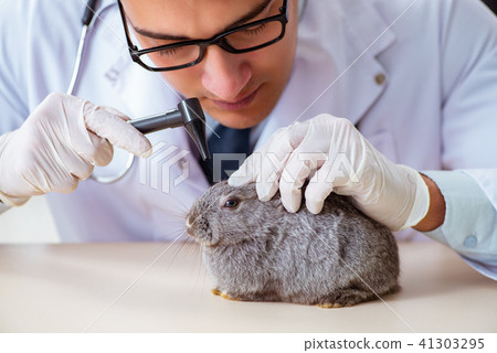 Vet doctor checking up rabbit in his clinic 41303295