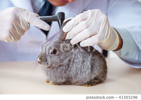 Vet doctor checking up rabbit in his clinic 41303296
