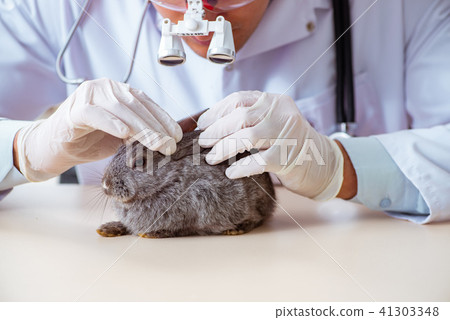 Vet doctor checking up rabbit in his clinic 41303348