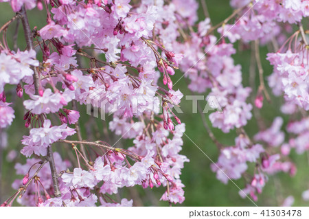 死棕色櫻桃樹 41303478