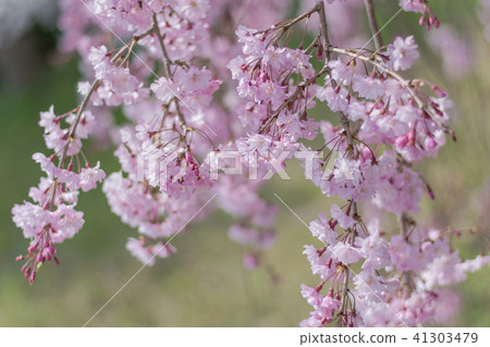 Dead brown cherry tree 41303479