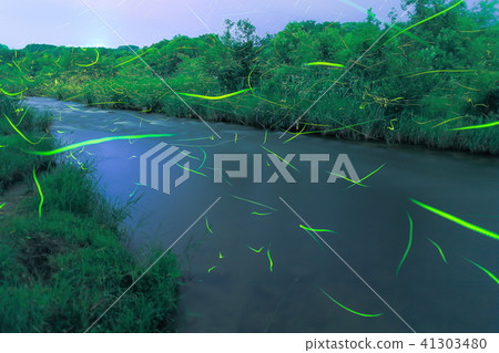 Genji螢火蟲的飄動 41303480