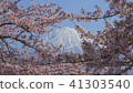 櫻花和富士山 41303540