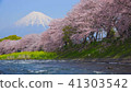 櫻花和富士山和河流 41303542