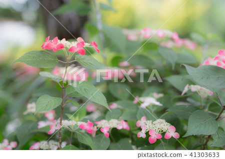 六月繡球花繡球花 六月繡球花繡球花 41303633