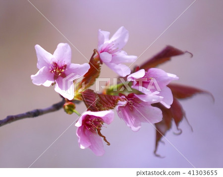 Toshimazakura in full bloom Toshimazakura in full bloom 41303655