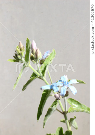 Blue Star Blue Star 41303670