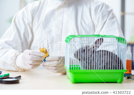 Scientist doing testing on animals rabbit Scientist doing testing on animals rabbit 41303722