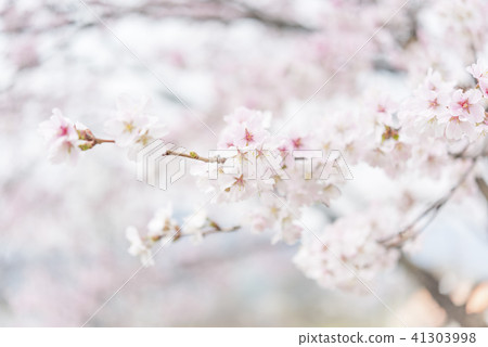 櫻花盛開 - 吉野櫻花樹 -  41303998