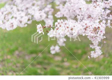 櫻花盛開 - 吉野櫻花樹 -  41303999