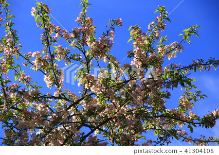 The Kumigamine Plate's Zum Tree 41304108