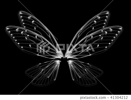 Insect cicada wing isolated on white background Insect cicada wing isolated on white background 41304212