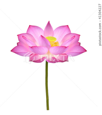 Lotus flower on white background. Lotus flower on white background. 41304227
