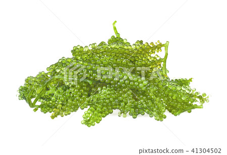 Sea grapes  seaweed on white background 41304502