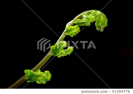 Bud leaf of Fern on black background 41304779