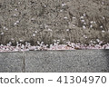 Cherry blossom 41304970