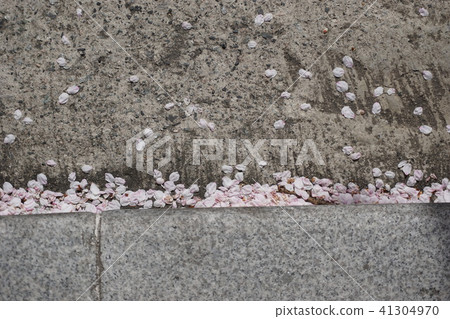 Cherry blossom 41304970