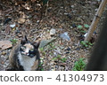 Everyday _ Gilcat 1 41304973