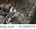 Everyday _ Gilcat 2 41304974