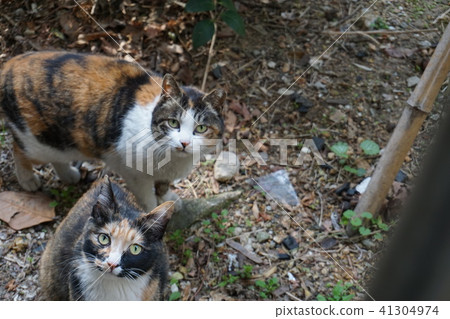 Everyday _ Gilcat 2 41304974