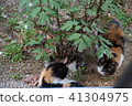 Everyday _ Gilcat 3 41304975