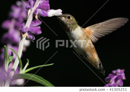 hummingbird, flower, flowers 41305251