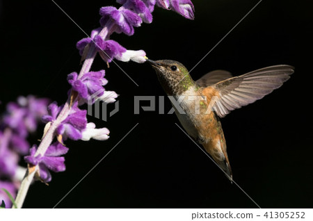 hummingbird, flower, flowers 41305252